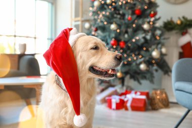 Noel arifesinde evde Noel Baba şapkalı şirin bir köpek.