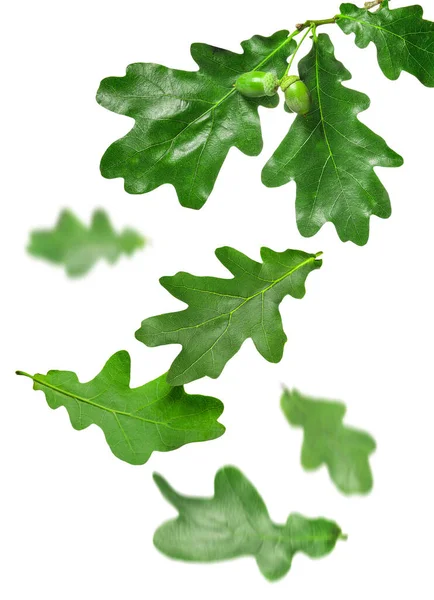 Foglie Quercia Verde Cadenti Sfondo Bianco — Foto Stock