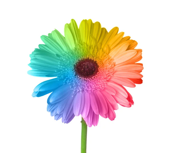 Vacker Regnbåge Gerbera Blomma Vit Bakgrund — Stockfoto