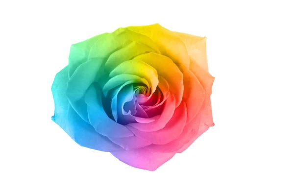 Beautiful Rainbow Rose Flower White Background — Stock Photo, Image