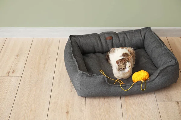 Cute Cat Pet Bed Home — Stock Photo, Image
