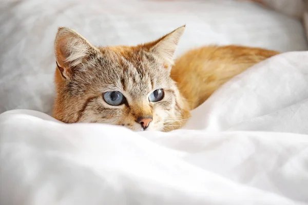 Cute Cat Resting Bed Home — Stock Photo, Image