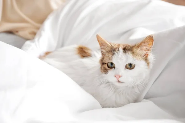 Cute Cat Resting Bed Home — Stock Photo, Image