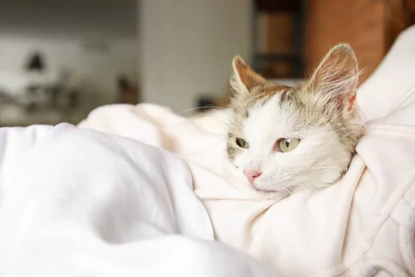 Gato Bonito Com Proprietário Descansando Cama Casa — Fotografia de Stock