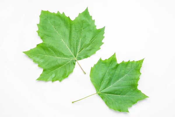 白い背景に緑のカエデの葉 — ストック写真