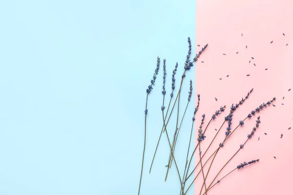 Красиві Квіти Лаванди Кольоровому Фоні — стокове фото