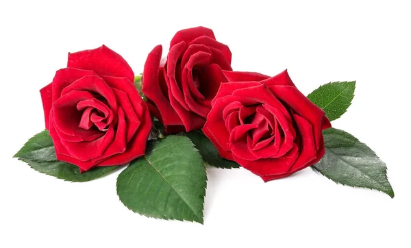 Beautiful Red Roses White Background — Stock Photo, Image