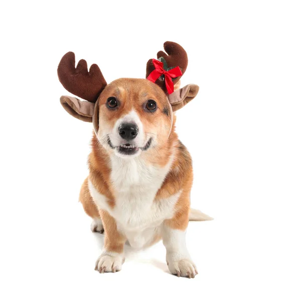 Cão Bonito Com Chifres Veado Natal Fundo Branco — Fotografia de Stock