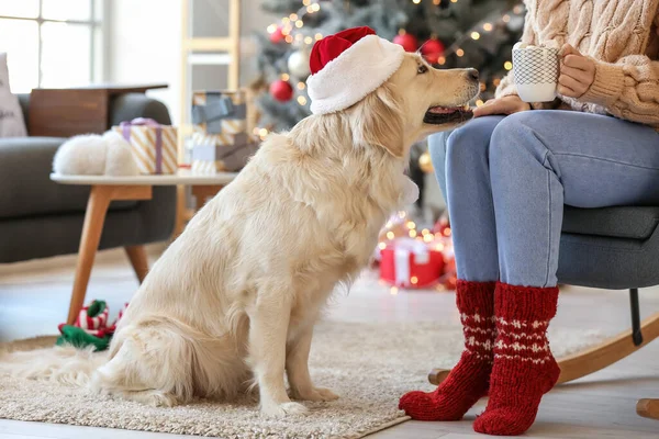 Милий Собака Господарем Вдома Напередодні Різдва — стокове фото