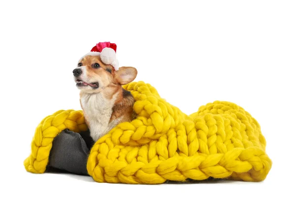 Cute Dog Santa Hat Pet Bed White Background — Stock Photo, Image