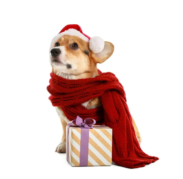 Cute Dog Santa Hat Christmas Gift White Background — Stock Photo, Image