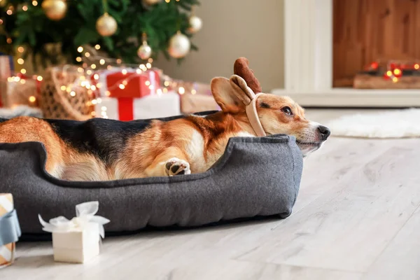 Симпатична Собака Домашніх Умовах Напередодні Різдва — стокове фото