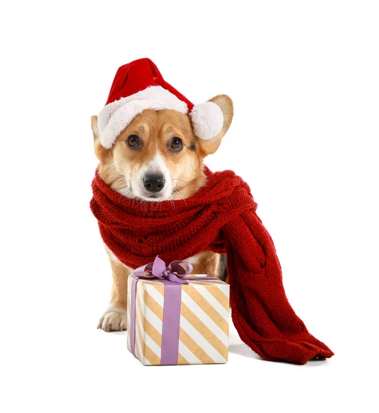 Cute Dog Santa Hat Christmas Gift White Background — Stock Photo, Image