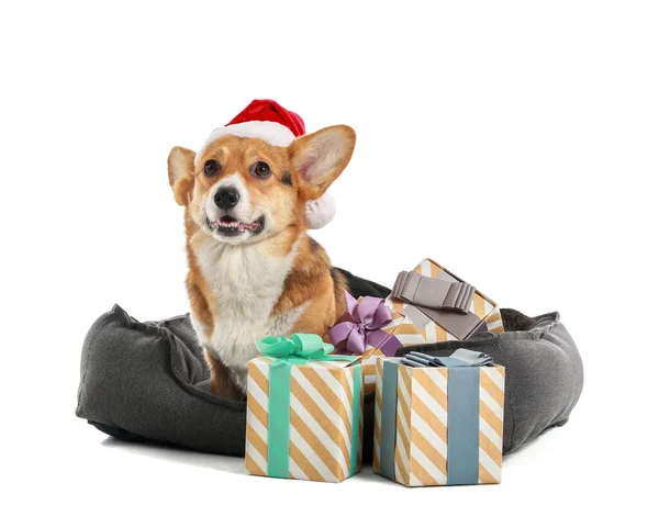 かわいいです犬とともにSanta Hatとクリスマスギフトでペットベッドに白の背景 — ストック写真