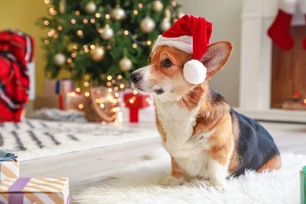 かわいい犬でサンタ帽子に家でクリスマス前夜 — ストック写真