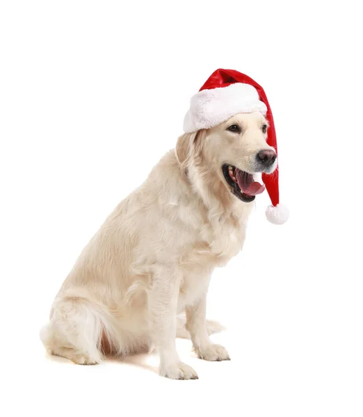 Beyaz Arka Planda Noel Baba Şapkalı Şirin Köpek — Stok fotoğraf