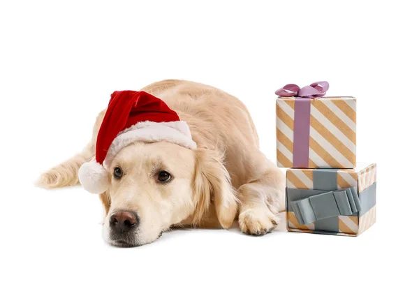 Roztomilý Pes Klobouku Santa Vánoční Dárky Bílém Pozadí — Stock fotografie
