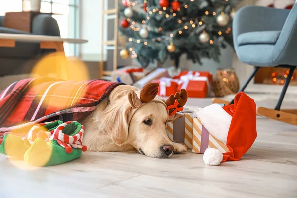 Cute Dog Deer Horns Home Christmas Eve — Stock Photo, Image