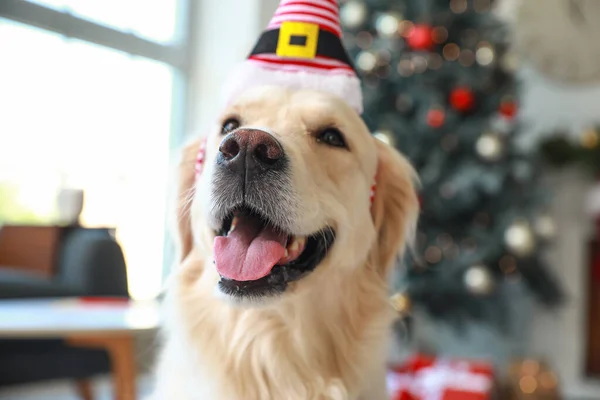 Niedlicher Hund Elfenhut Hause Heiligabend — Stockfoto