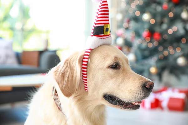 Niedlicher Hund Elfenhut Hause Heiligabend — Stockfoto