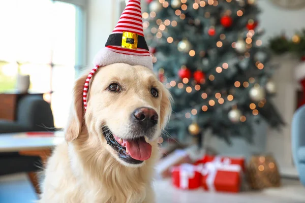 Милая Собака Эльфийской Шляпе Дома Канун Рождества — стоковое фото