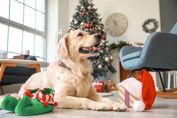 Χαριτωμένο Σκυλί Στο Σπίτι Παραμονή Χριστουγέννων — Φωτογραφία Αρχείου