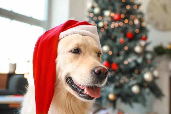 Söt Hund Santa Hatt Hemma Julafton — Stockfoto