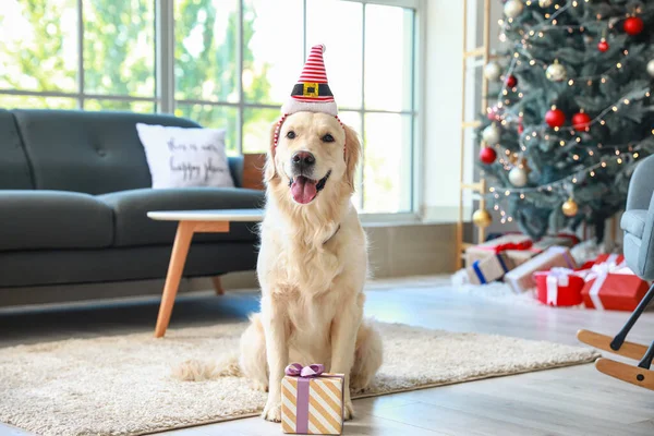 Милий Собака Капелюсі Ельфа Вдома Напередодні Різдва — стокове фото