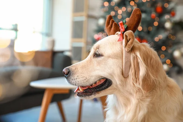 Милая Собака Оленьими Рогами Дома Канун Рождества — стоковое фото