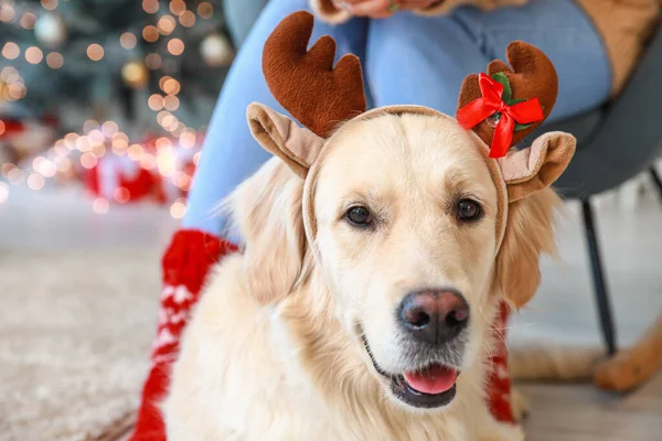 Lindo Perro Con Dueño Casa Víspera Navidad —  Fotos de Stock