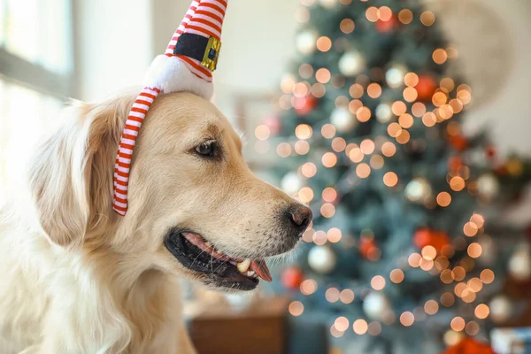 Cute Dog Elf Hat Home Christmas Eve — Stock Photo, Image