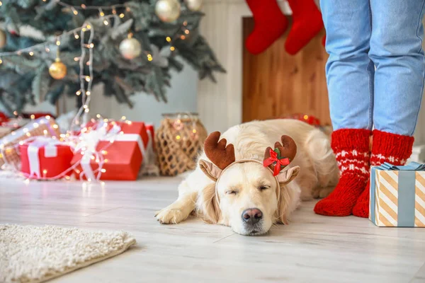 Chien Mignon Avec Propriétaire Maison Veille Noël — Photo