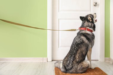 Koridordaki kapının yanında tasması olan sevimli Husky köpeği.