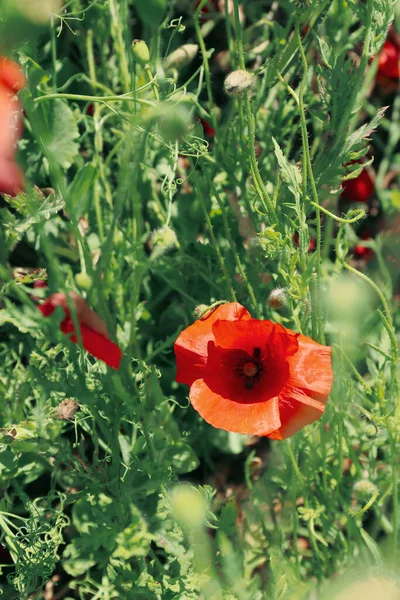 野原の美しい赤いケシの花 — ストック写真