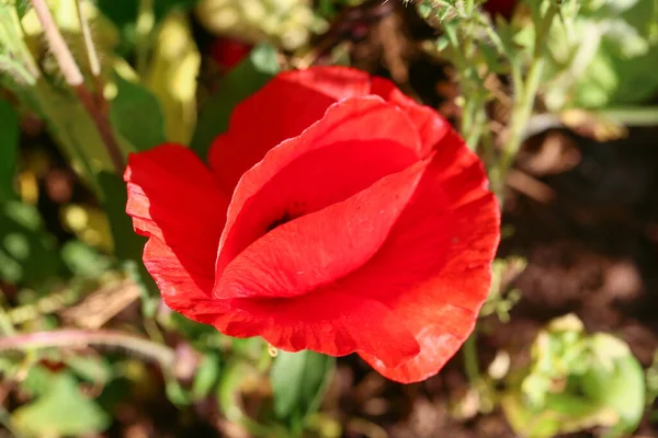 フィールドの美しい赤いケシの花 クローズアップ — ストック写真