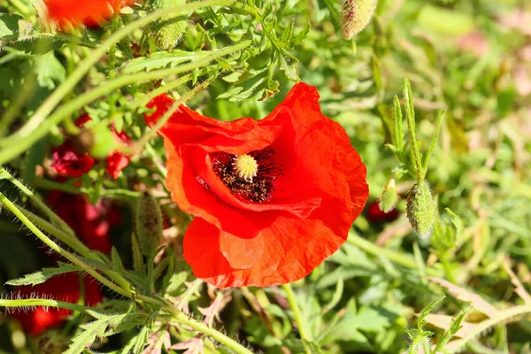 Vacker Röd Vallmo Blomma Fält Närbild — Stockfoto