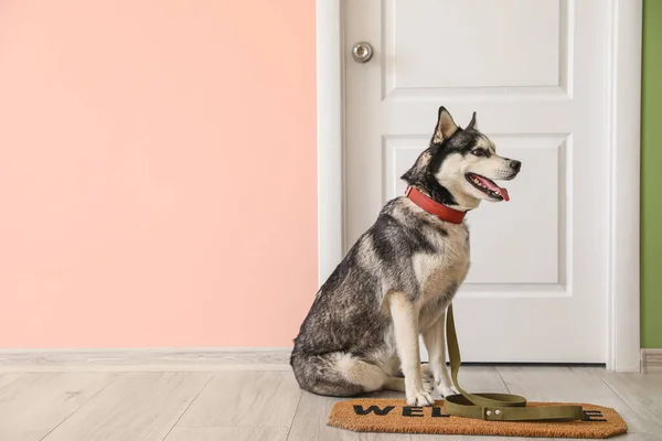 廊下のドアの近くにかわいいハスキー犬 — ストック写真