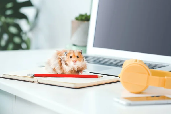 Neugierige Lustige Hamster Auf Dem Tisch — Stockfoto