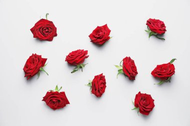 Beyaz arkaplanda güzel kırmızı güller