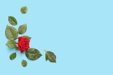 Güzel kırmızı gül ve açık arkaplanda yapraklar