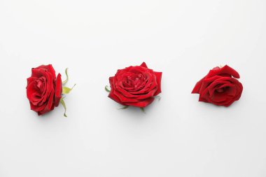 Açık arkaplanda güzel kırmızı güller