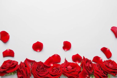 Beyaz arka planda güzel kırmızı güller ve taç yaprakları