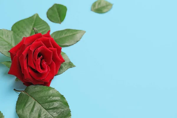 Όμορφο Κόκκινο Τριαντάφυλλο Και Φύλλα Στο Φως Φόντο — Φωτογραφία Αρχείου
