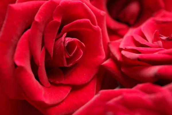 Красиві Червоні Троянди Фон Крупним Планом — стокове фото
