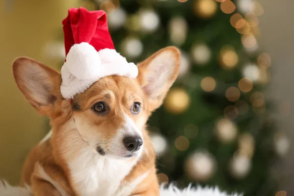 Cute Dog Santa Hat Home Christmas Eve — Stock Photo, Image