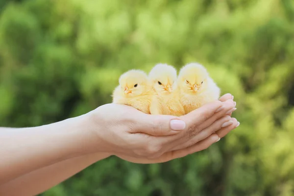 Woman Cute Chicks Outdoors — Stock Photo, Image