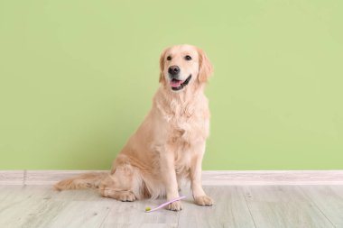 Renk duvarının yanında diş fırçası olan sevimli bir köpek.