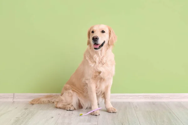 Cute dog with tooth brush near color wall