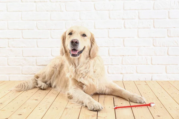 Anjing Lucu Dengan Sikat Gigi Dekat Dinding Bata — Stok Foto