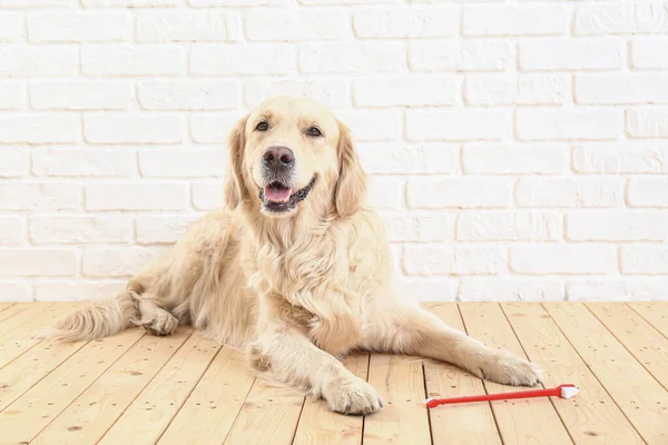 Sød Hund Med Tandbørste Nær Murstensvæg - Stock-foto